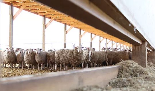 Canada Sheep and Land Farms